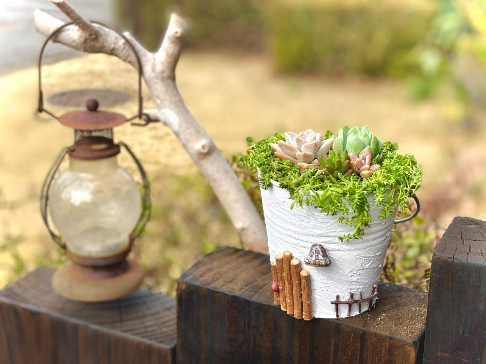 の画像 by ココアさん | 多肉植物と廃材DIYとリメ缶と楽しみ♡とDIYとナチュラルスタイルと花のある暮らしと古木と多肉寄せ植えといやし♪
