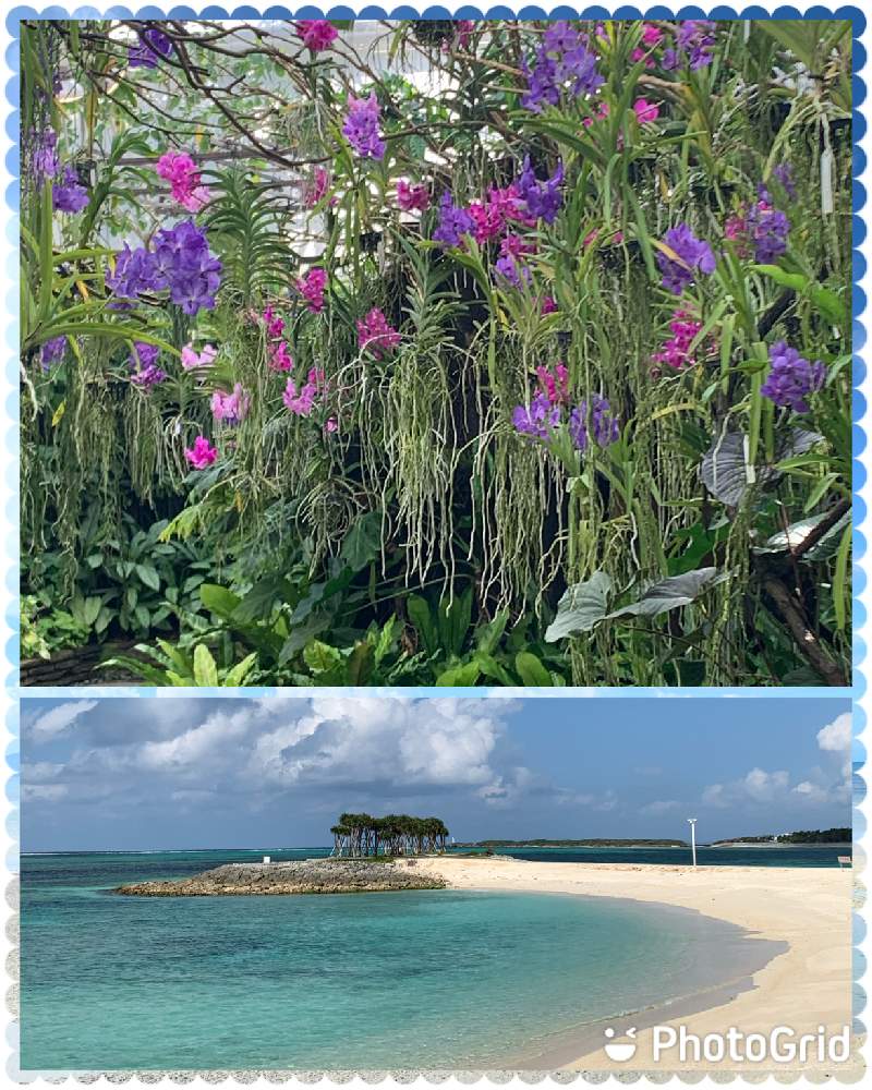 お出かけ先の画像 by スモークツリーさん | お出かけ先と蘭の花と花祭り2021とコロナ禍に負けるな2021❗