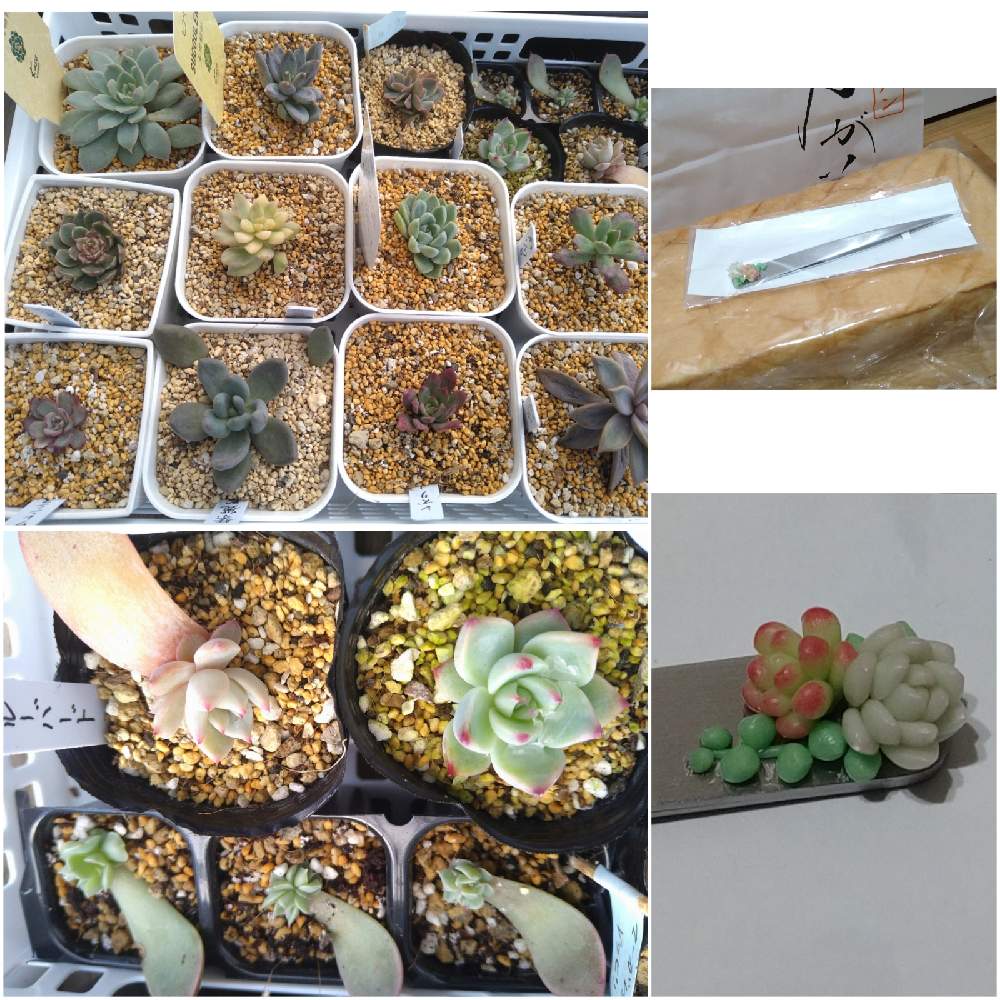 の画像 by たまさん | 多肉植物とうどん県西支部とありがとうとかわいいとうどん県人会