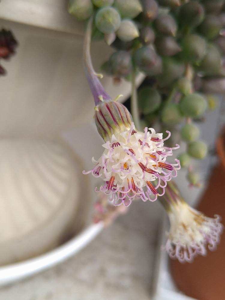 玄関の画像 by たまさん | 玄関とエンジェルティアーズと多肉植物と多肉植物の花とうどん県西支部とかわいいと白い花とうどん県人会