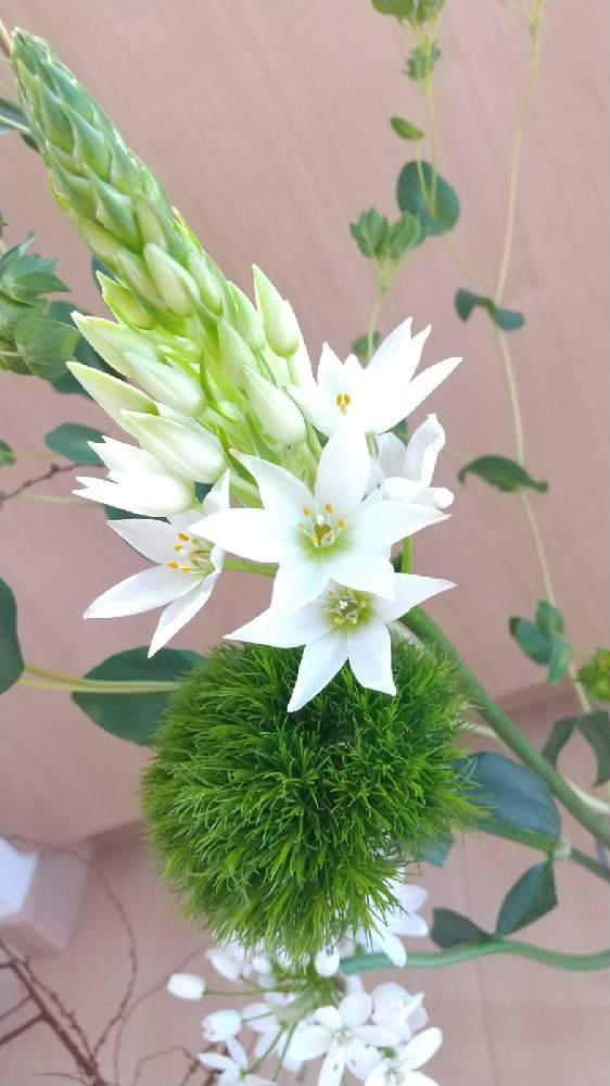 玄関の画像 by T*yukiさん | 玄関とオーニソガラム マウントフジと植物のある暮らしとお花を楽しむとグラデーションと癒しと植物大好きと花を飾るとはなのある暮らしと美しいと綺麗と花を愛でると暮らしに花をと切り花