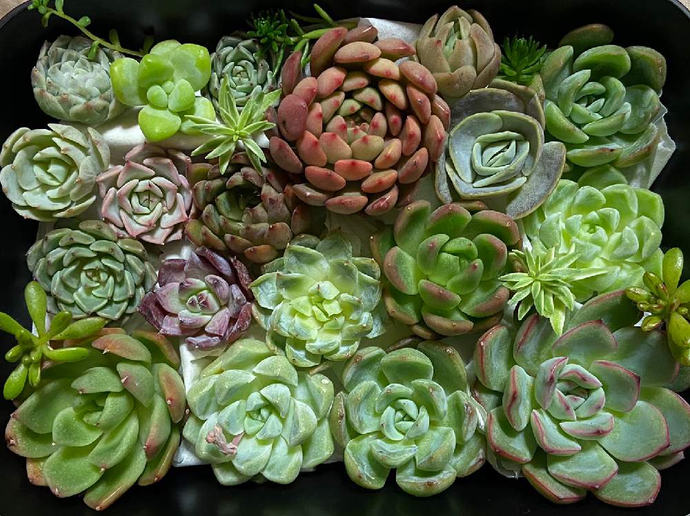 の画像 by ぬーさん | 多肉植物とGSでお買い物とメモと#自己満日記と多肉小屋と自然にお任せと大いに自己満と販売会とおうち園芸と初心者日記とタニ友募集と多肉友達募集中と韓国苗と雑談と多肉生活と大いに自己満と葉挿しと記録用