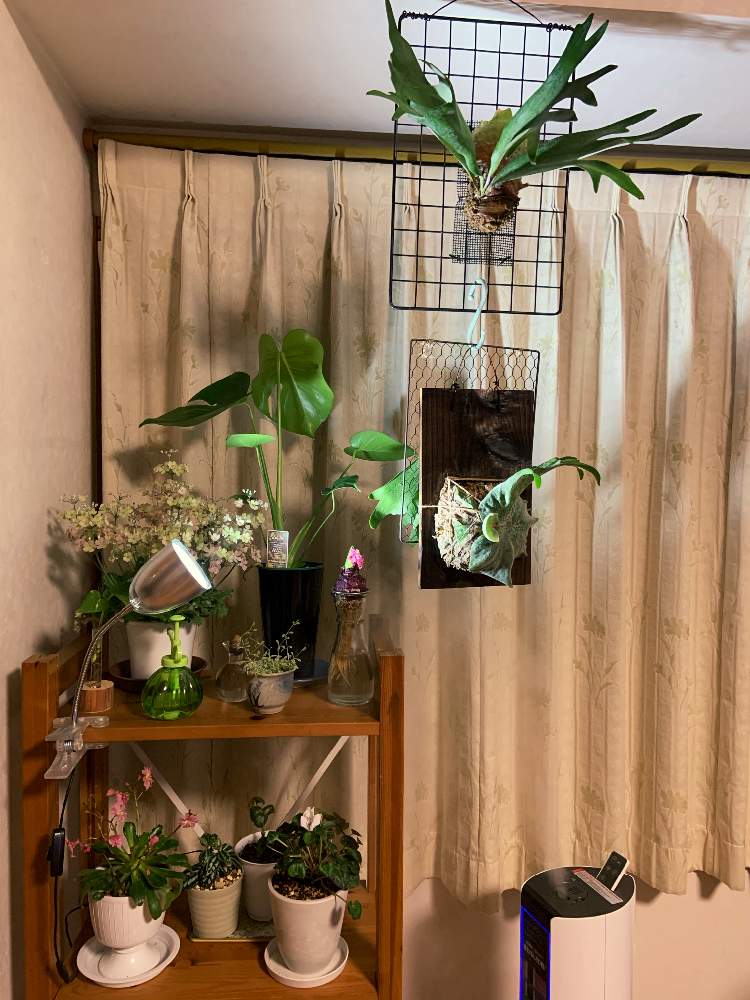 部屋の画像 by みどりさん | 部屋とヒヤシンスの芽と観葉植物と陶器お雛様と室内観葉植物とビカクシダのある暮らしとクレマチスのある暮らしとドライフラワー スワッグとクレマチス♬とおうち園芸と趣味の園芸♡とビカクシダ初心者とセルリア カルメンとアボカド水耕栽培