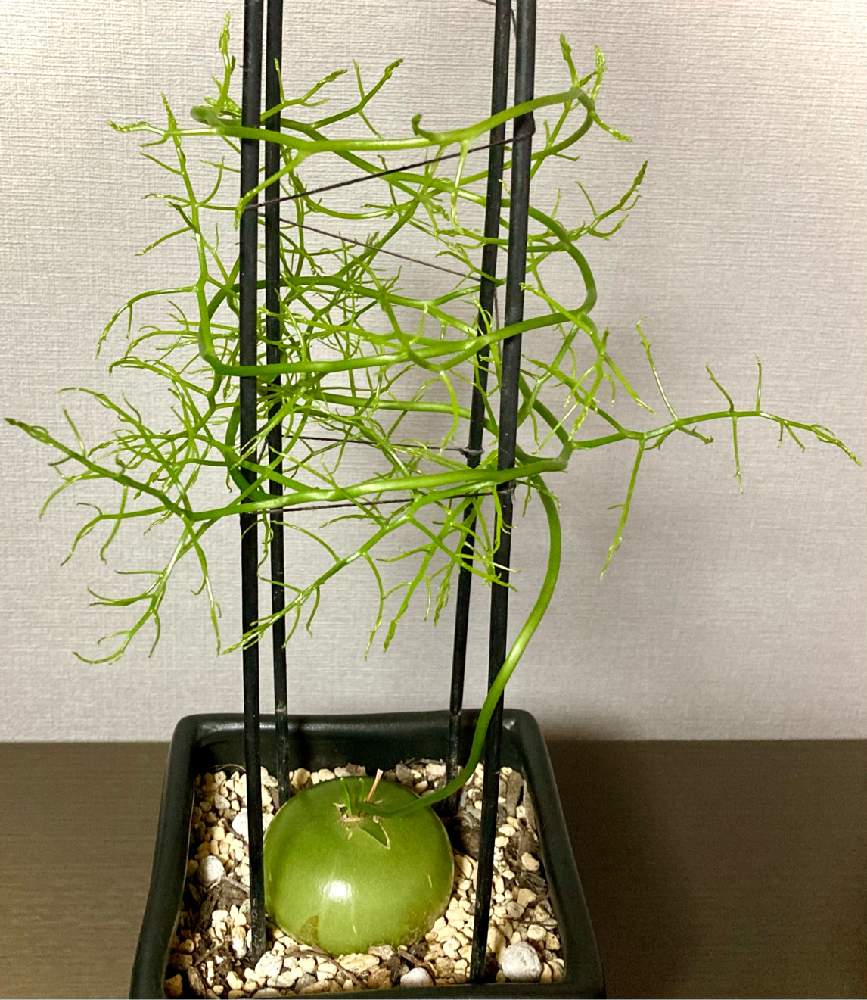 窓辺の画像 by nYaoさん | 窓辺と蒼角殿と多肉植物と観葉植物と新芽