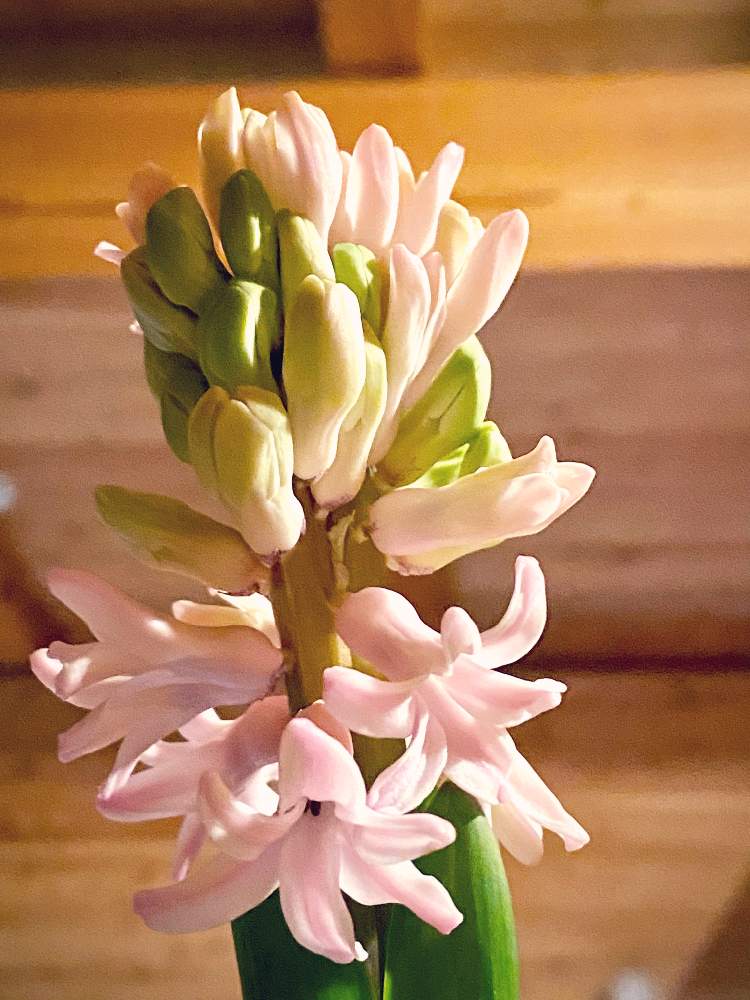 部屋の画像 by sankamiさん | 部屋とピンクの花とヒヤシンスの花とおうち園芸とiPhone11ProPhoto
