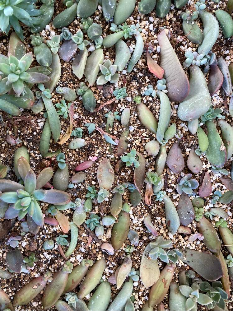 部屋の画像 by あめたさん | 部屋と植物大好きと見てくださりありがとうと多肉のある暮らしと頑張って育てますと多肉初心者と初めての葉挿しと毎月13日と14日は葉挿しの日