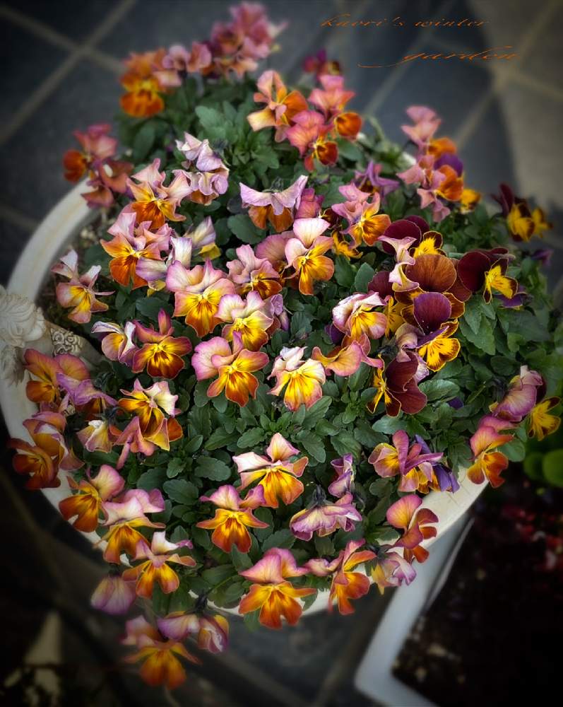 玄関の画像 by 薔薇ちゃんさん | 玄関とこれ以上の被害のない事を祈ると春はすぐそことおうち時間とお気に入りと毎日幸せとおうち園芸と普段の生活と春支度と可愛いともうすぐ春と花のある暮らしとお見舞い申し上げますと楽しみな冬とお気をつけて
