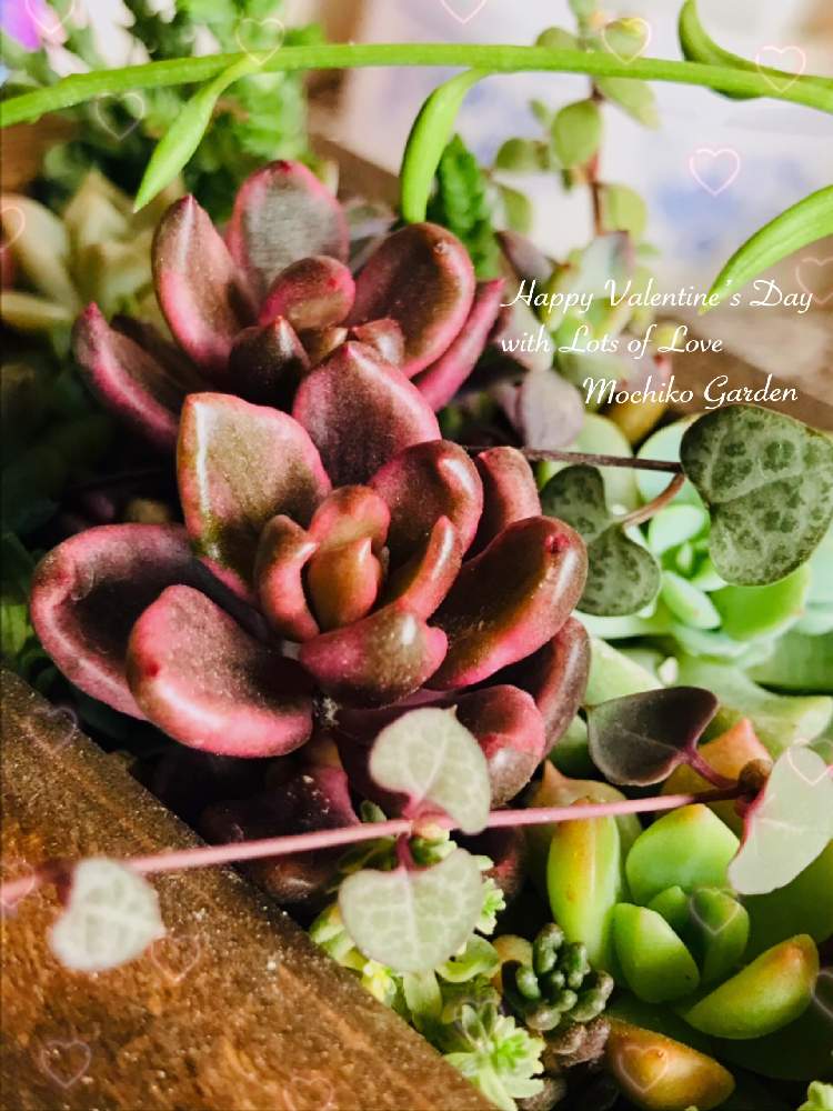 棚の画像 by さくら餅子さん | 棚と多肉植物 寄せ植えとチョコレート錦とバレンタインデーとキュンキュン乙女倶楽部とハートみっけ⤴️とHTCとGSミニモニ。とバラと夢CLUBと多肉ラボ©とたにおたくらぶと多肉寄せ植え