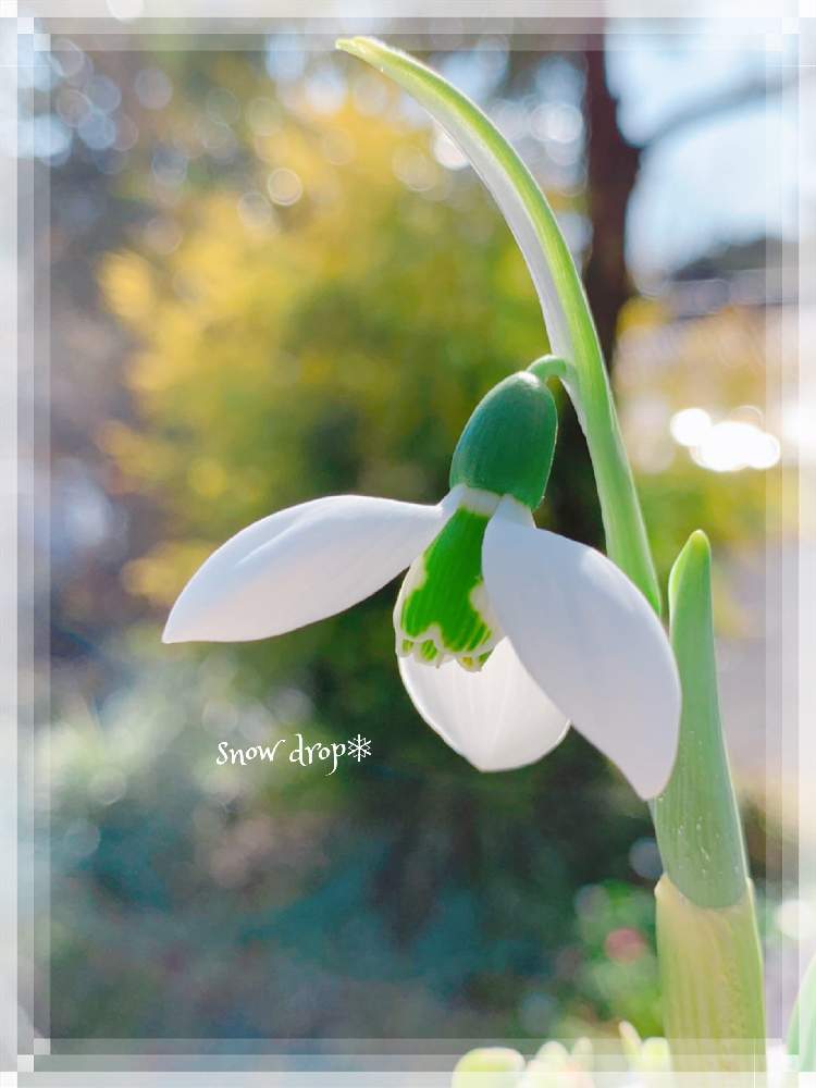 広い庭の画像 by 雪のしずく*さん | 広い庭とスノードロップ*とあつまれ どうぶつの里と感謝カンゲキ雨嵐とHappiness☆と自己大満足♡と美白♡
