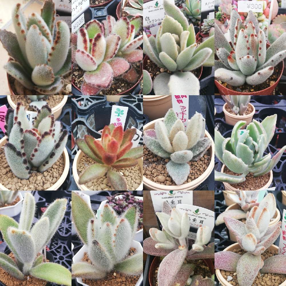 の画像 by アンソニーさん | 多肉植物と多肉男子とウサ耳祭りとGSでお買い物と白兎耳。とステファン苗♡とおうちde菜園とパンダラビット!とおうち園芸と多肉女子と チョコレートソルジャーと福兎耳♪とカランコエ属と花のある暮らしと ゴールデンラビットと月兎耳☘️と 月兎耳