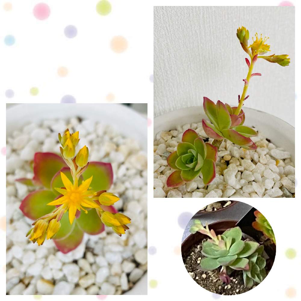 小さな庭の画像 by 拓海さん | 小さな庭と多肉植物初心者と多肉植物と植物のある暮らしと 薄化粧と多肉植物のある暮らしと植物に感謝と拓海家の多肉ファミリー♡と多肉好き