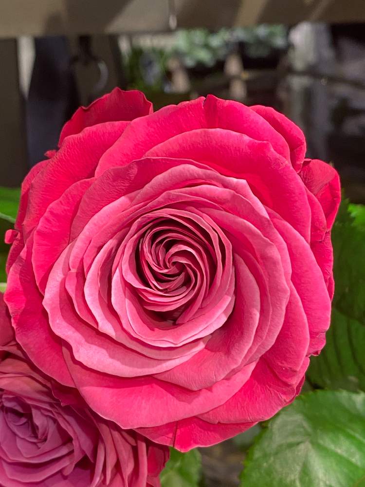 アプローチの画像 by キリン♡♡さん | アプローチと薔薇プライムチャームと薔薇♡と花のある暮らし♡と小さな幸せ❤と今日のお花とiPhone 11PROで撮影とGREEN UPとアプローチ。と癒される〜〜♡と可愛い花びらと切り花