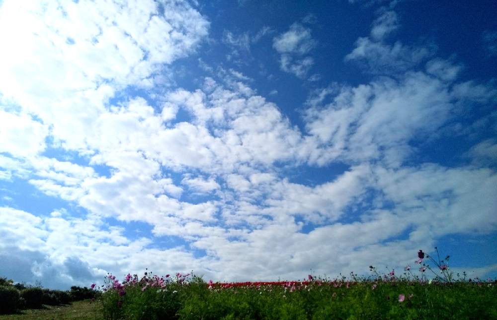 お出かけ先の画像 by 陽だまりの中で……(プロフ読んで下さいね)さん | お出かけ先とコスモス♡と空を……☆★☆と雲仲間