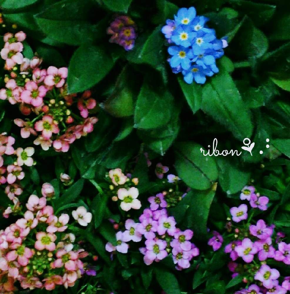 バルコニー/ベランダの画像 by Anemone❁⃘*.゚さん | バルコニー/ベランダと#天外者とGS永ちゃん部と青い小さな花マニアと三浦春馬さんを忘れない♡とGS映えとCAT'S EYE MISSIONとおうち園芸とチームブルーNo.96とガーデニングと花のある暮らしと青い花マニアとチーム・ブルー