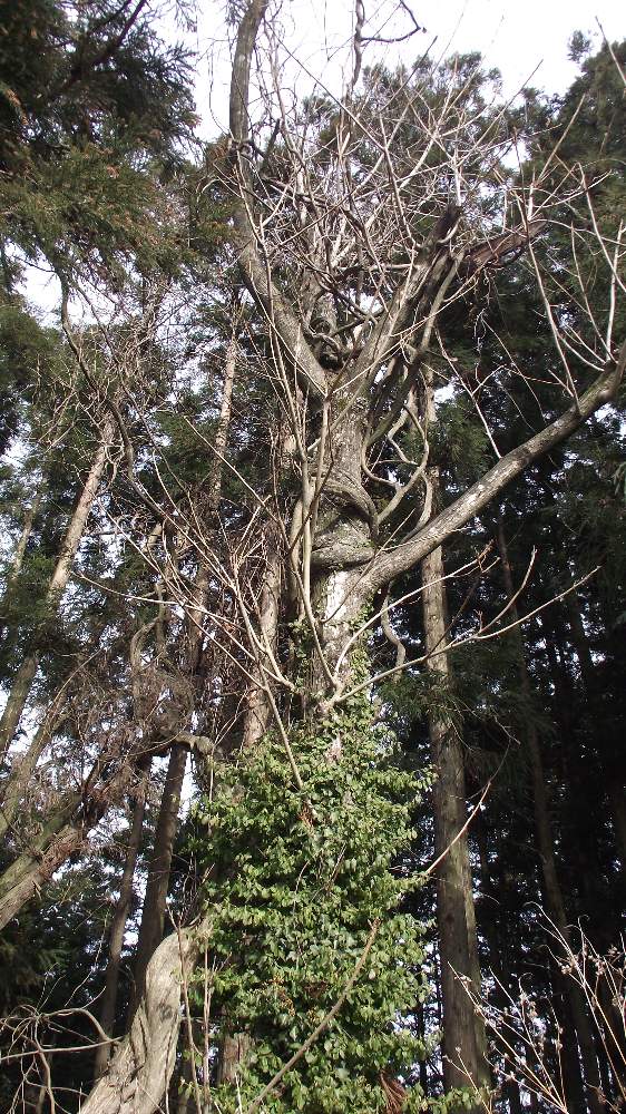 お出かけ先の画像 by 風の駅さん | お出かけ先とツタ(蔦)とノダフジ(S巻き)ときのこの里山と家から徒歩範囲と蔦に愛に恋!2,12,22日とつる巻き月曜日