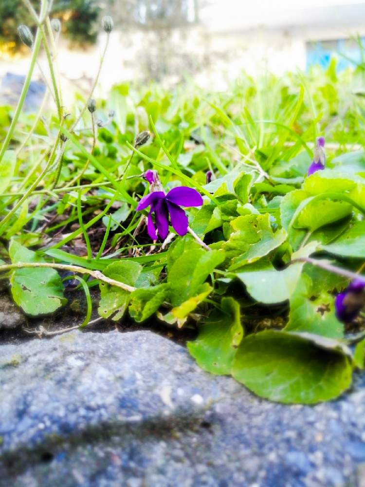 お出かけ先の画像 by yukakoさん | お出かけ先とニオイスミレと野草とイタリアとお散歩と紫の花とチーム海外と自生