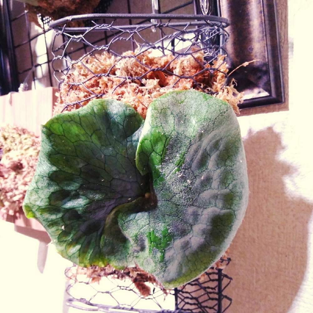 部屋の画像 by まりみさん | 部屋と着生植物と コウモリラン とグランデと ビカクシダとおうち園芸と植中毒とお部屋ジャングル化計画と記録用