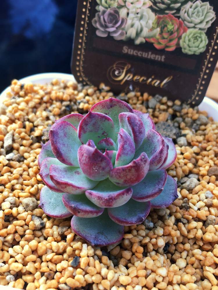 の画像 by りんぽんくーすーさん | エンシノと多肉植物とおうち園芸とエケベリア属と軒下と多肉初心者