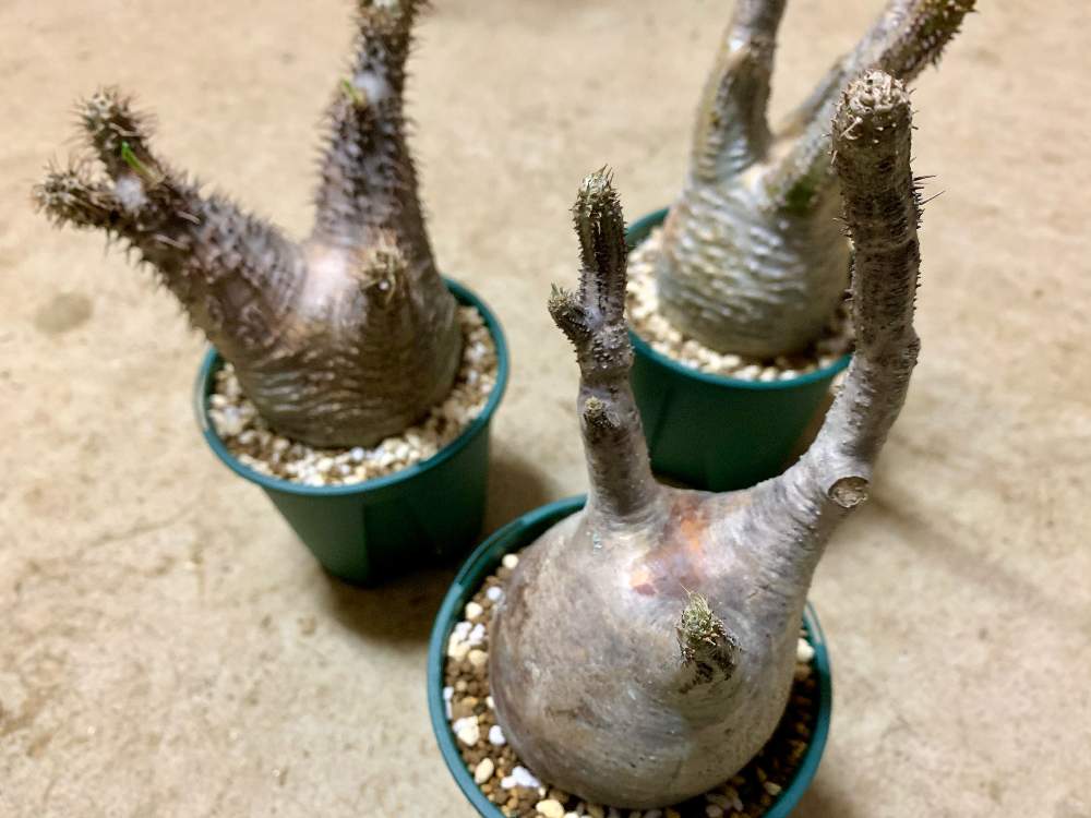 インテリアの画像 by Flower Villageさん | インテリアと横浜タニラーと現地球とパキポディウム属と観葉植物とボタニカル女子と鷺沼フラービレッジとグラキリス 販売と神奈川タニラーとボタニカルアートとコーデックスと植中毒と#パキポディウム•グラキリスとフラワービレッジと塊根植物とお家時間とタニラーとパキポディウム 販売とflowervillageとお部屋ガーデンとフラワービレッジ鷺沼