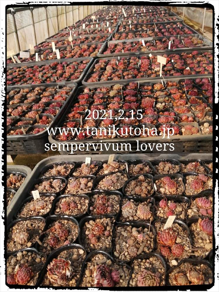 部屋の画像 by 株式会社多肉永遠さん | 部屋と多肉植物と多肉永遠と多肉紅葉と植え替えシーズン到来!と センペルビウムと多肉屋と多肉のある暮らしと多肉永遠苗とセンペルビウム属と植え替えとおうち園芸と群馬タニラーと群馬県太田市と多肉女子と通販多肉と群馬県の多肉屋さんとsucculentと多肉植物 多肉の有るくらし