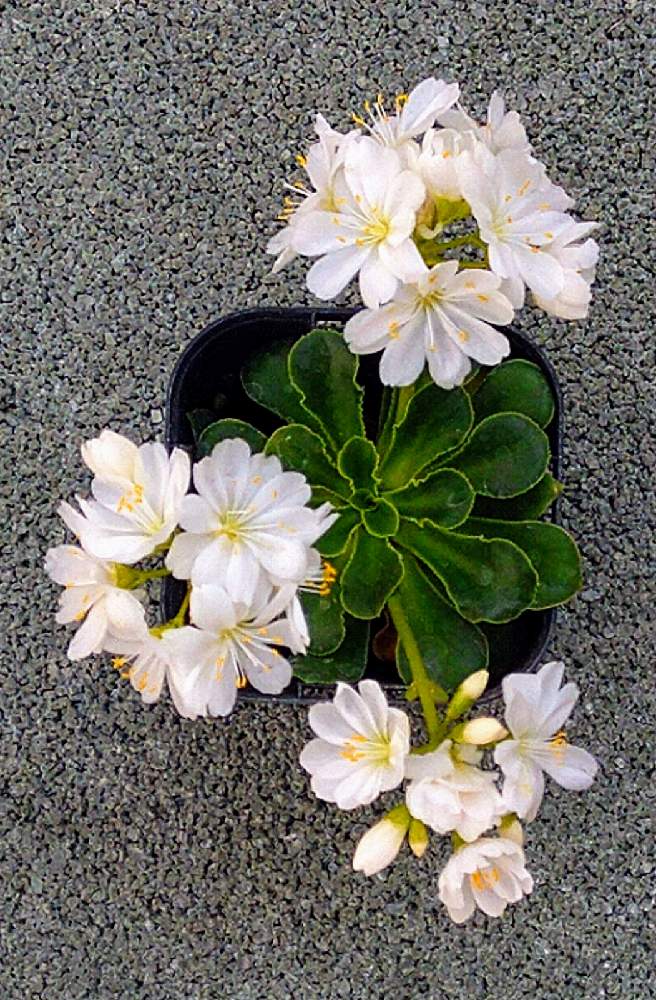 の画像 by なおみ♥さん | レウィシアと嬉しいといやされる♡とコロナおしりペンペン( ・᷄ὢ・᷅ )とお花が可愛いとコロナ消えろ‼ビーム‼