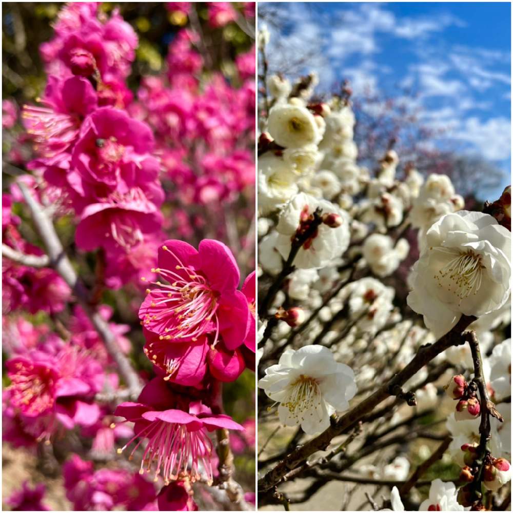 お出かけ先の画像 by スワンさん | お出かけ先と玉牡丹と大盃とよい 1日をと梅園と須磨とウォーキングと須磨離宮公園