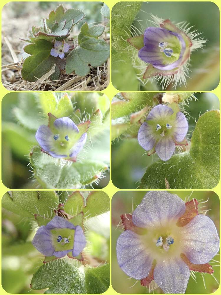 の画像 by ノンビリーナさん | フラサバソウと近くの公園と癒しと内陸部と花のある暮らしと寒冷地とノンビリとマクロな世界とオオバコ科