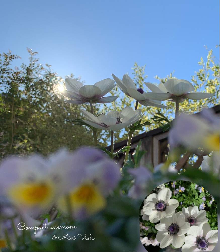 の画像 by oharuさん | コンパクトアネモネ 絢花とミニビオラと寄せ植えとコンパクトとミニビオラの花