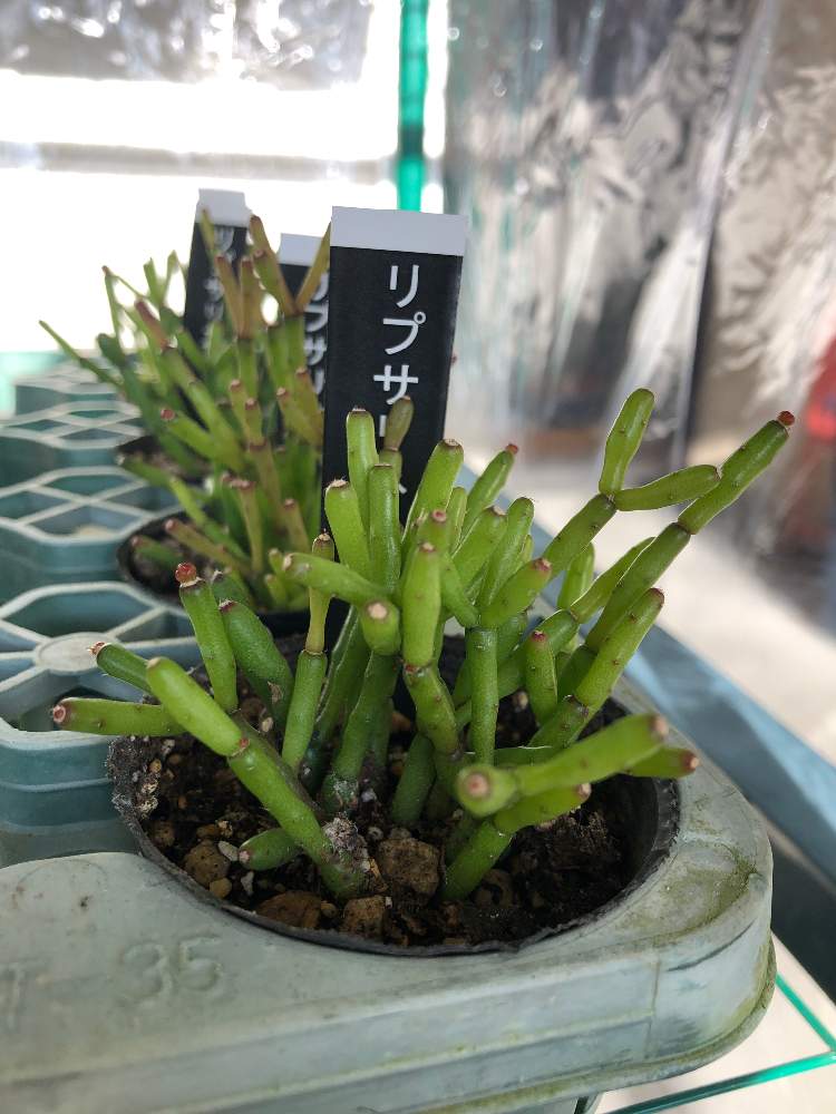 アプローチの画像 by hippo potamasさん | アプローチとリプサリスと多肉植物と多肉男子とgreen gardenとおうち園芸とbotanical lifeと花のある暮らし