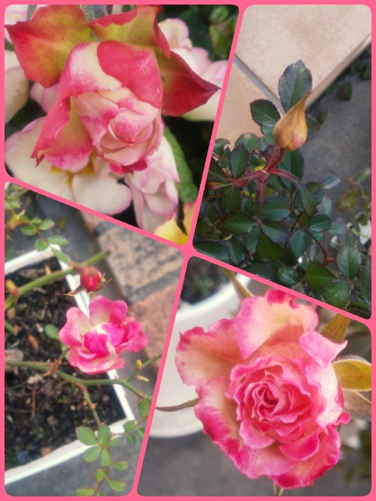 小さな庭の画像 by ゆみゅさん | 小さな庭とバラと薔薇とミルキーウェイとバラ咲きジュリアンとリトルウッズとみるぴんと薔薇・バラ・ばらとおうち園芸とつぼみとバラ咲きプリムラジュリアンと春待ちと花のある暮らしと小さな花と小さなお庭