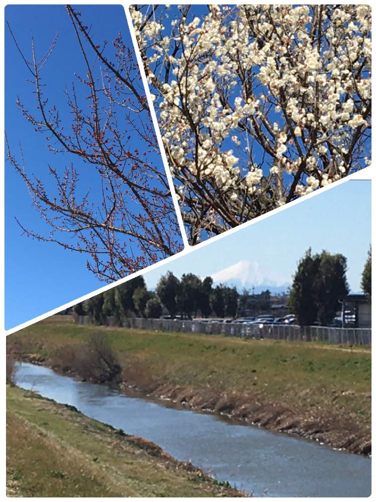 お出かけ先の画像 by クサガメかめこさん | お出かけ先と 梅の花と富士山と白梅の花と青空に富士山と川原にてと土手と春風強しと紅梅の花