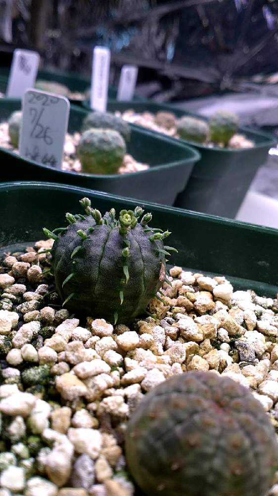 部屋の画像 by あっくんさん | 部屋とユーフォルビア属と実生とコーデックスと多肉植物のある暮らしとおうち園芸
