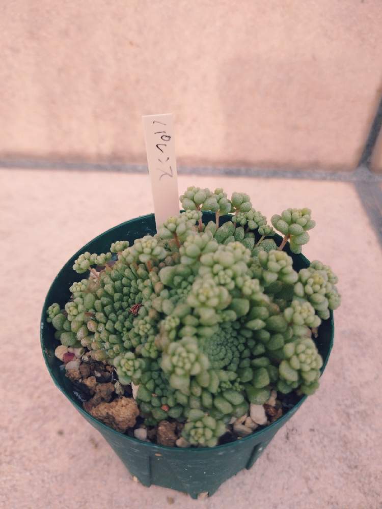 玄関の画像 by かくれんぼさん | 玄関と#多肉植物と多肉の棚と自然界の色と植物の力とウニカの多肉と植物が人を繋ぐと愛猫家と心のゆとりとモナンテス属と多肉初心者とつぶつぶ多肉