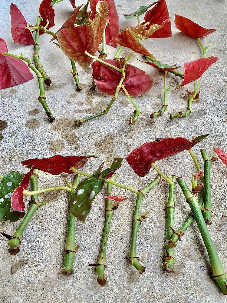 の画像 by 南波先生さん | ベゴニア マクラータと観葉植物と植物のある暮らしとGS映えとno green no lifeとおうち園芸と植中毒とbotanical lifeと成長記録と太陽が恋しいとGS沖縄支部と生きろ、そなたは美しい