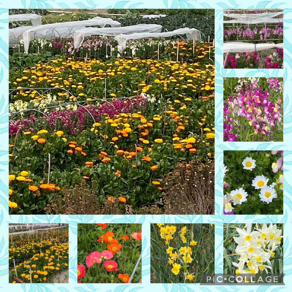 お出かけ先の画像 by さくらママさん | お出かけ先と房総千倉の花畑とコロナに負けないとお花も好きと多肉女子とかわいいと千葉タニラーといやし♪