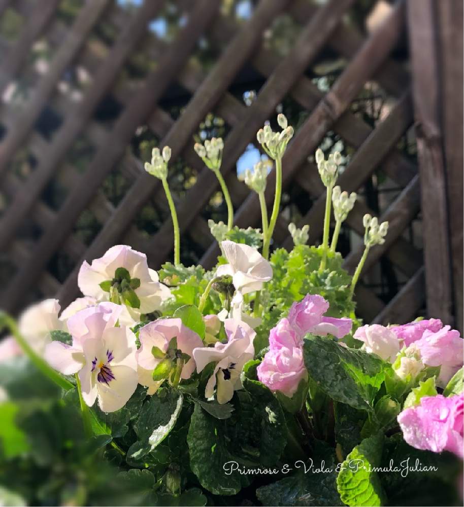 の画像 by oharuさん | ビオラとプリムラジュリアンとさくら草とさくら草♡と桜草♡とさくら草ピーチとさくらさくら咲け咲けさくらと寄せ植えとさくら