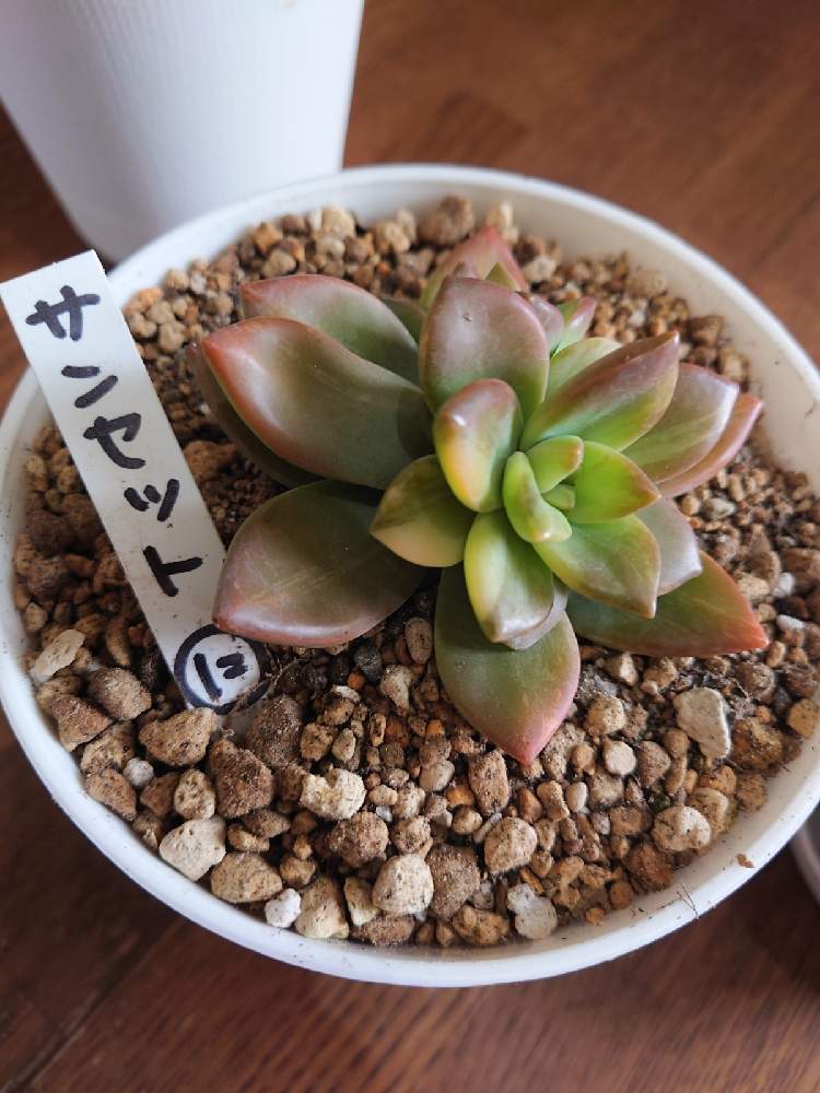 部屋の画像 by 優の多肉植物さん | 部屋とカリフォルニアサンセット☆