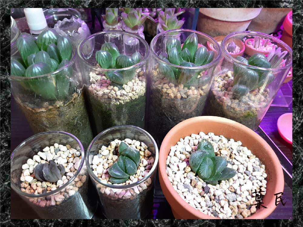 部屋の画像 by 葉民さん | 部屋と多肉植物と植物育成ライトとハオルチア属と多肉植物の育成と黒腐田土と植え替えと植中毒と新プロジェクトと多肉種と自作用土