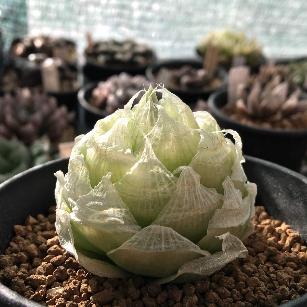の画像 by kine@CrystalPlantsさん | ハオルチア ロックウッディと多肉植物と原種とハオルチア属とハオルシア属 とクリスタルプランツ