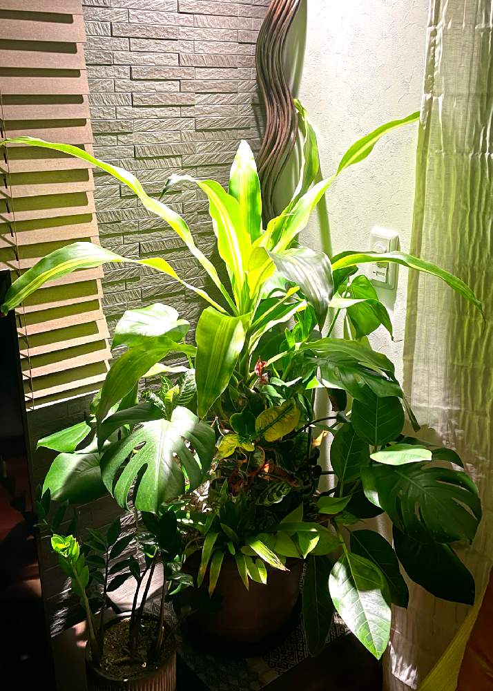 部屋の画像 by Jayhawkerさん | 部屋とドラセナとモンステラと観葉植物とコーディネート自慢!リビング・ダイニングに合う大きめ観葉植物
