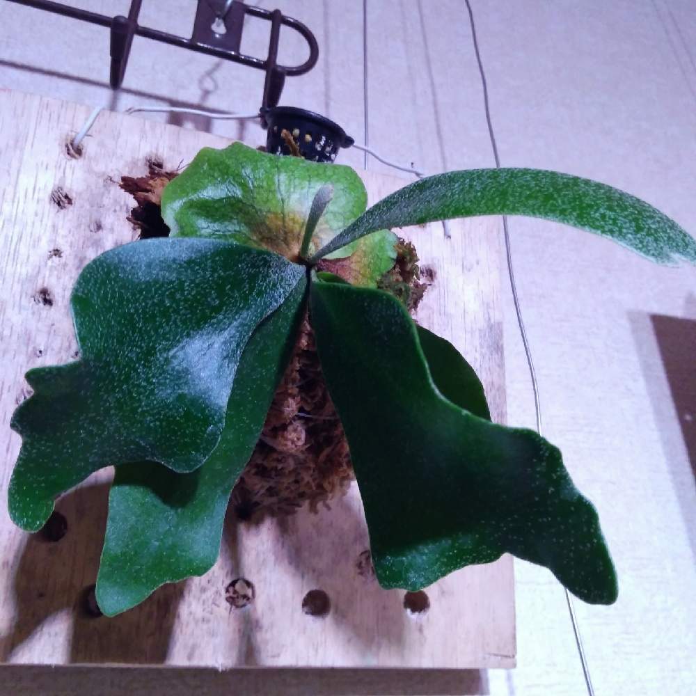 部屋の画像 by まりみさん | 部屋と着生植物と コウモリラン とビカクシダ アルシコルネと ビカクシダとおうち園芸と植中毒とお部屋ジャングル化計画