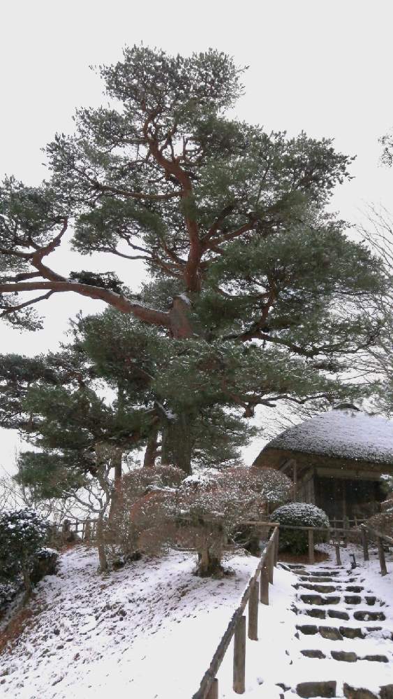 お出かけ先の画像 by 風の駅さん | お出かけ先と赤松と農業スパイク(長靴)撮影と冬景色(福島県)と雪景色(福島県)とぶらり電動チャリと単色伯爵と降雪と巨木古木の木曜日