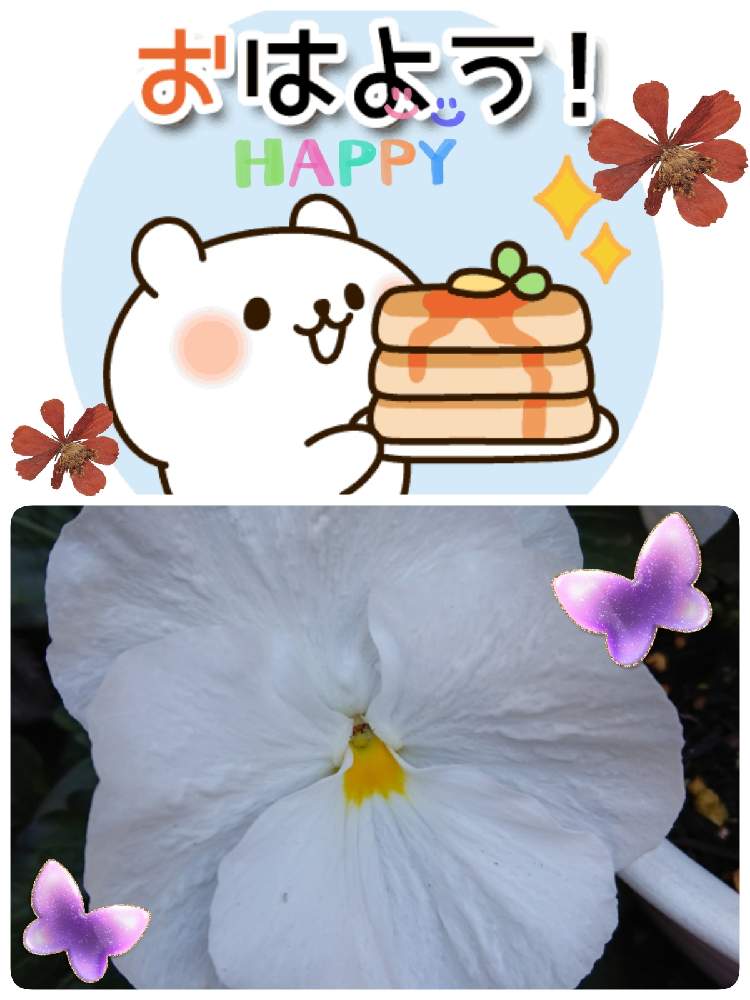 小さな庭の画像 by 苺さん | 小さな庭とプランターと白い花の栽培とおうち園芸とパンジーの栽培とプランター植え