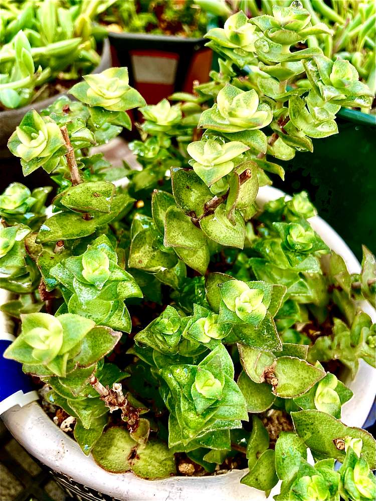 部屋の画像 by あめたさん | 部屋と植物大好きと見てくださりありがとうと多肉のある暮らしと頑張って育てますとクラッスラ属 南十字星と多肉初心者