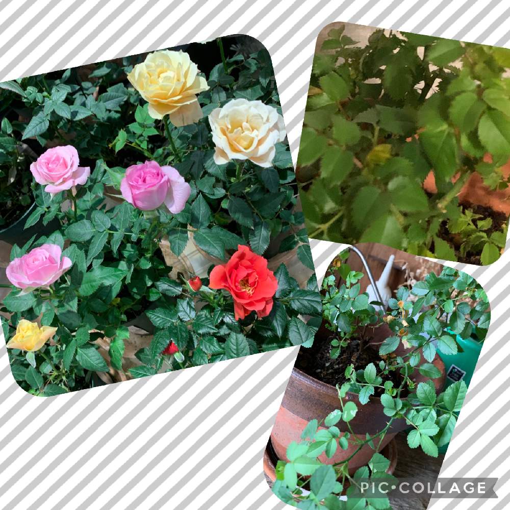玄関の画像 by くみちゃんさん | 玄関とミニ薔薇♡とミニ薔薇の葉っぱと春が待ち遠しいとミニ薔薇も好きです♡と小さな楽しみとお花待ち遠しい!
