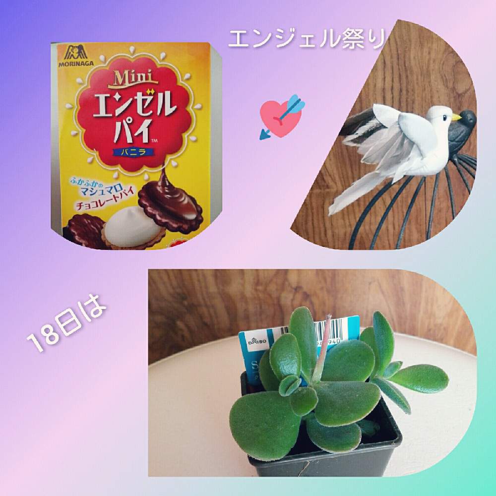 窓辺の画像 by ピンクあさがおさん | 窓辺とクラッスラ属 ワテルメイエリーと多肉植物とダイソーと多肉勉強中とエンジェル祭り