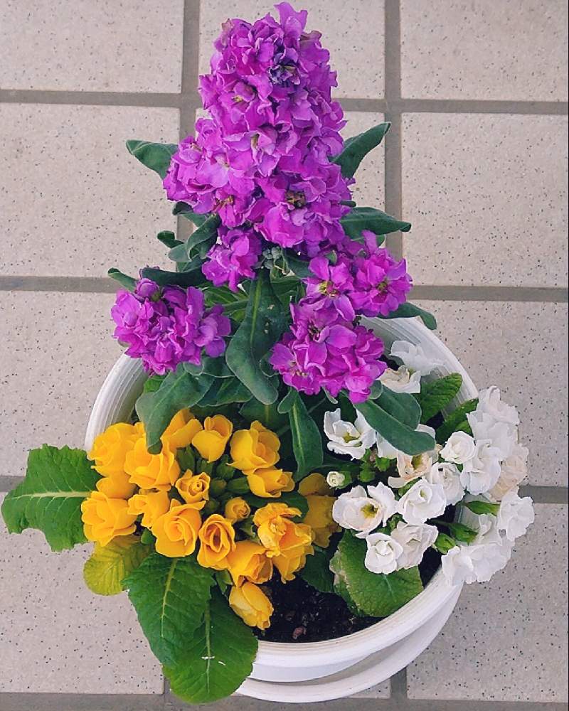 の画像 by なおみ♥さん | ストックとジュリアンとバラ咲きジュリアンとお花が可愛いといやされる♡とコロナおしりペンペン( ・᷄ὢ・᷅ )とコロナ消えろ‼ビーム‼