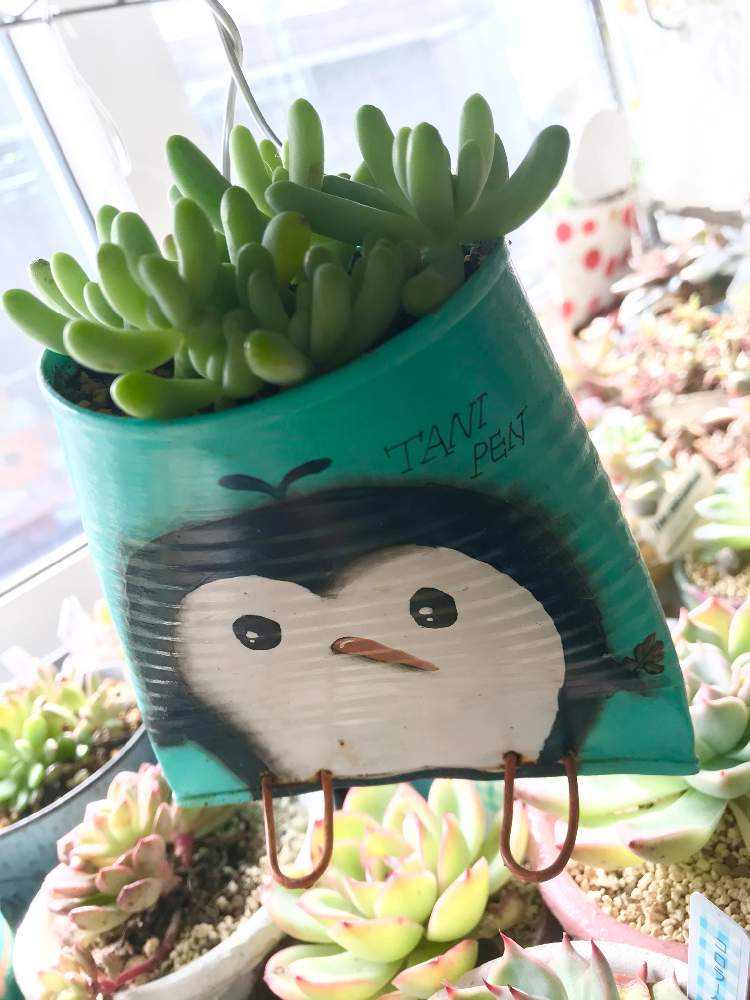 の画像 by hiichanさん | 乙女心☆とリメ缶とペンギン缶とバラと夢CLUBと桃子さんリメ缶と北海道とたにおたくらぶと室内管理とGS植物うちなーぐち会と北の木工市