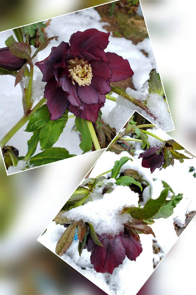の画像 by フルリルさん | クリスマスローズと花のある暮らしと緑のある暮らしと家裏の宿根草庭