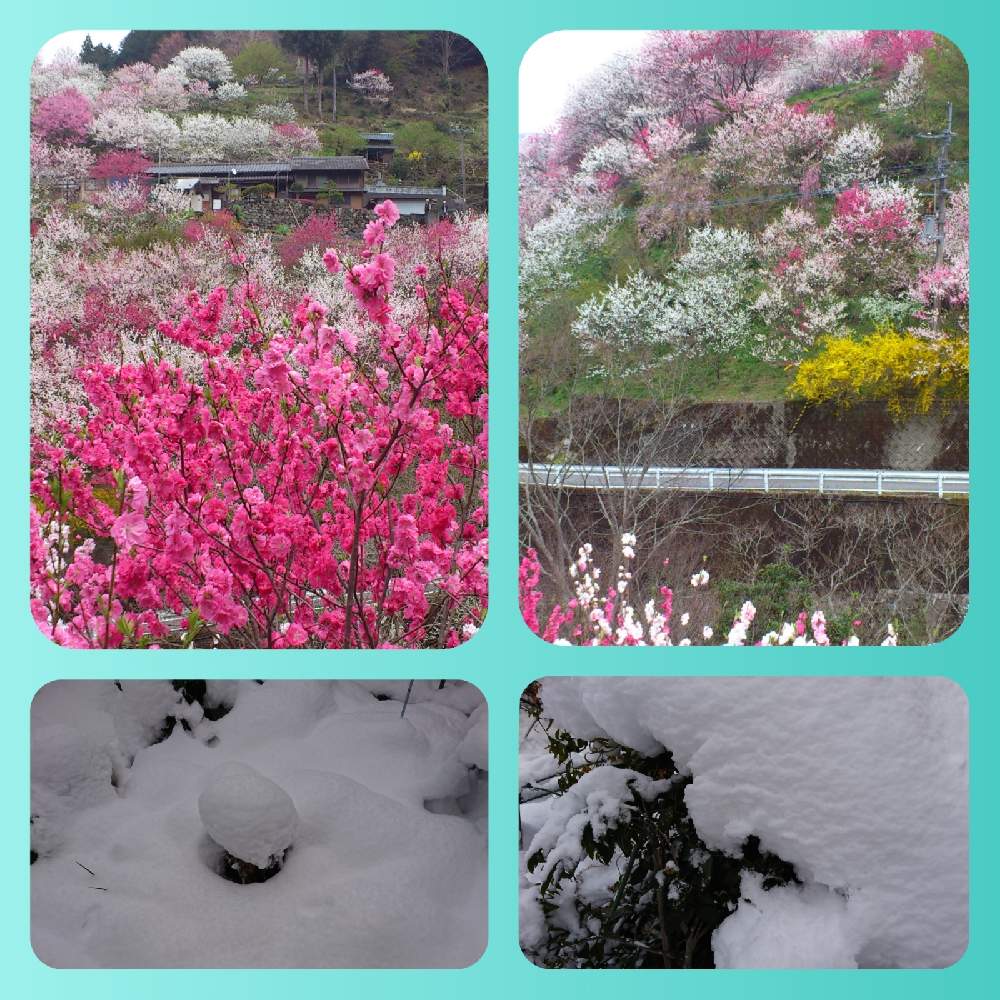 の画像 by クリスさん | 花桃と白菜とつばきとハゴロモジャスミンと可愛いお花とお花大好きとおうち園芸と桃の花☆